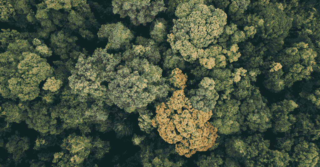 Vue aérienne de forêt, illustration du microbiote intestinal. Eubiose et dysbiose intestinale