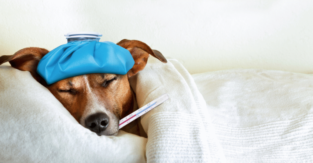 Chien malade avec thermomètre et poche de glace, illustration de l’immunité intestinale, de l’inflammation et du microbiote